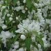 Spring Snow Flowering Crab #15 - Image 2